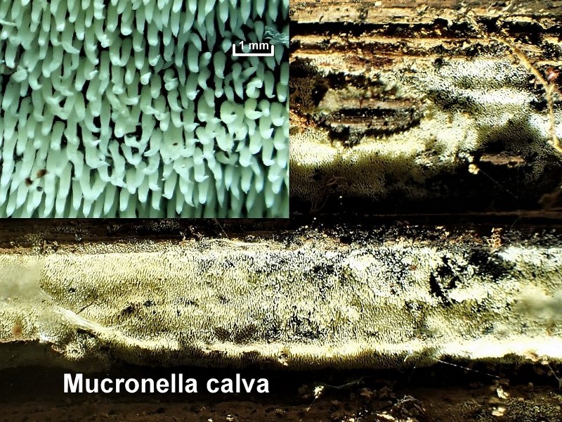 Mucronella calva-amf2092.jpg - Mucronella calva ; Syn1: Hydnum calvum ; Syn2: Isaria calva